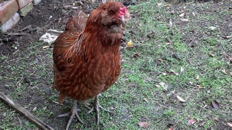 Ameraucana chicks. . Chickens for sale on craigslist